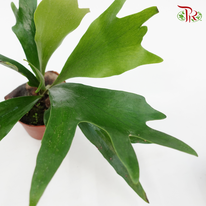 Platycerium 《鹿角蕨》