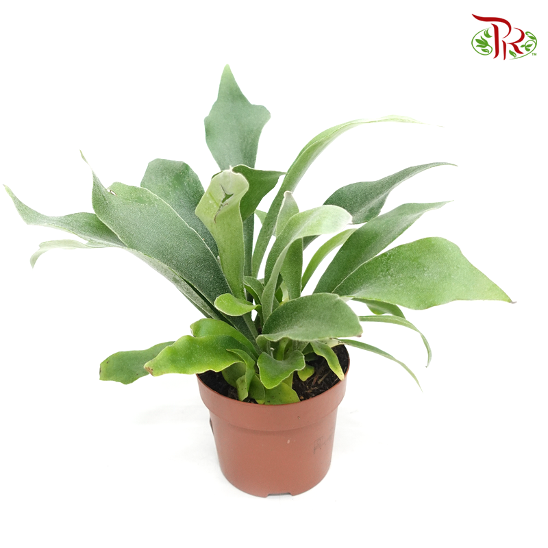 Platycerium Bifurcatum Netherlands 《荷兰鹿角蕨》-Pudu Ria Florist-prflorist.com.my
