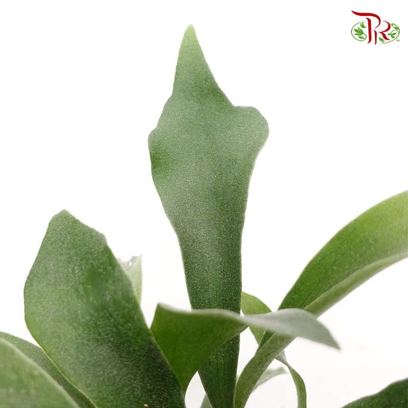 Platycerium Bifurcatum Netherlands 《荷兰鹿角蕨》-Pudu Ria Florist-prflorist.com.my