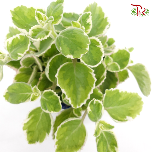 Plectranthus Amboinicus Variegata 《到手香》-Pudu Ria Florist-prflorist.com.my