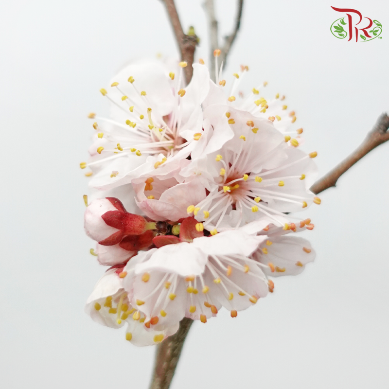 Plum Blossom (Per Bunch)-China-prflorist.com.my