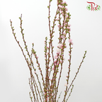 Plum Blossom - Pink (Per Bunch)-Pink-China-prflorist.com.my