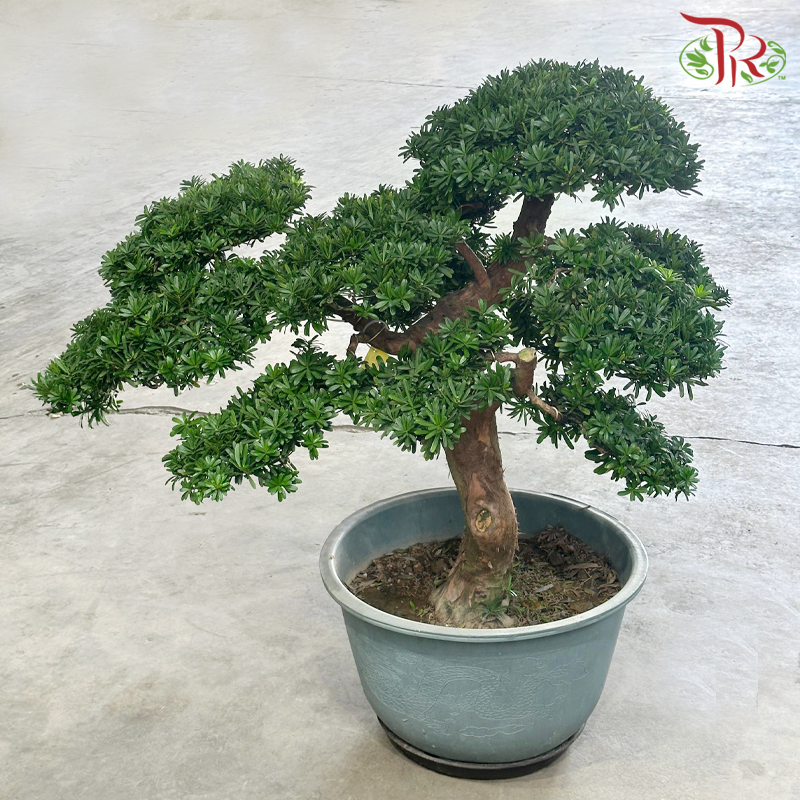 Podocarpus Costalis Bonsai《金钻罗汉松》-Pudu Ria Florist-prflorist.com.my