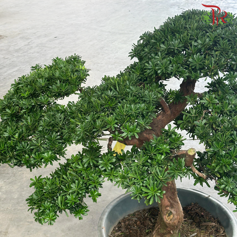Podocarpus Costalis Bonsai《金钻罗汉松》-Pudu Ria Florist-prflorist.com.my