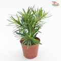 Podocarpus Macrophyllus (Japan breed)《罗汉松》-Pudu Ria Florist-prflorist.com.my