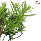 Podocarpus Macrophyllus《罗汉松》