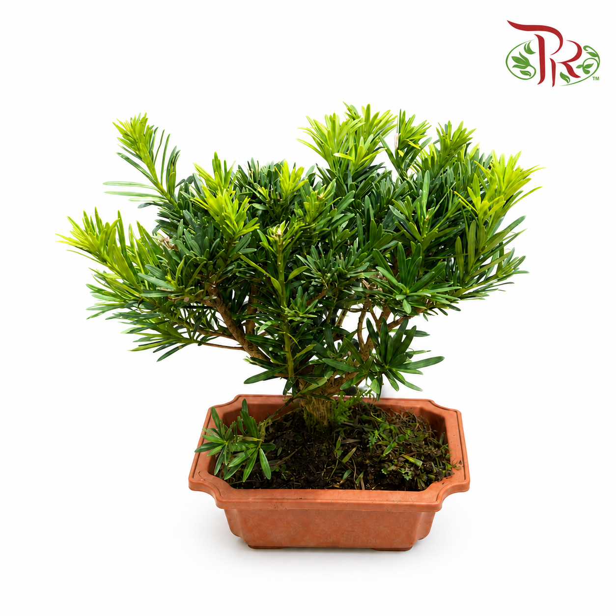 Podocarpus 'Ball' (25cmOH)