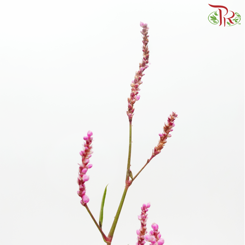 Polygonum - Pink (Per Bunch)-Pink-China-prflorist.com.my