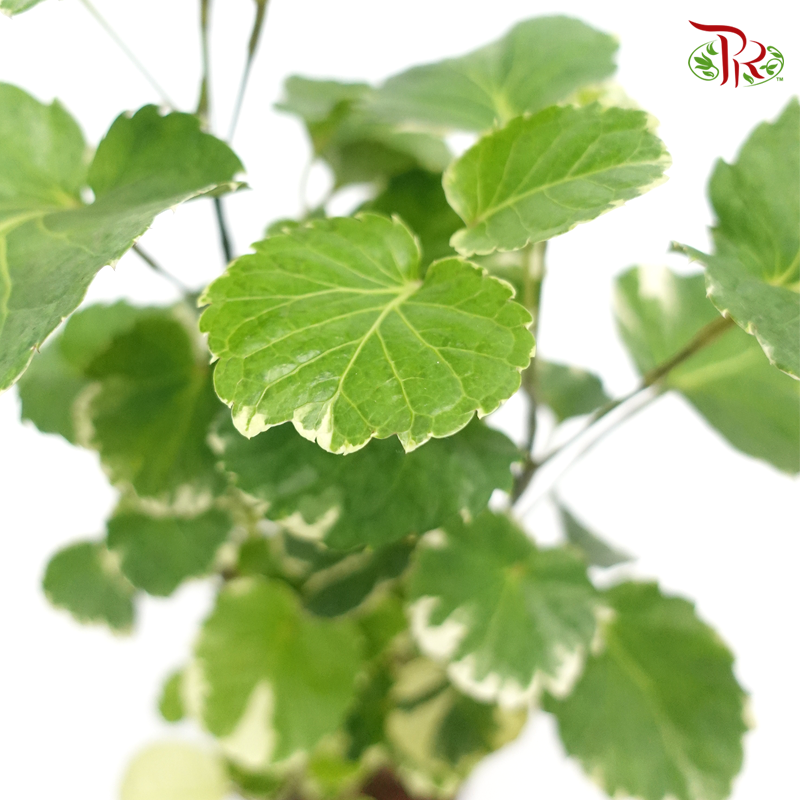 Polyscias Balfouriana 《圆叶南洋森》-Pudu Ria Florist-prflorist.com.my