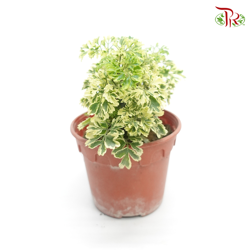 Polyscias Roble-Variegated 《裂叶福禄桐锦》-Pudu Ria Florist-prflorist.com.my