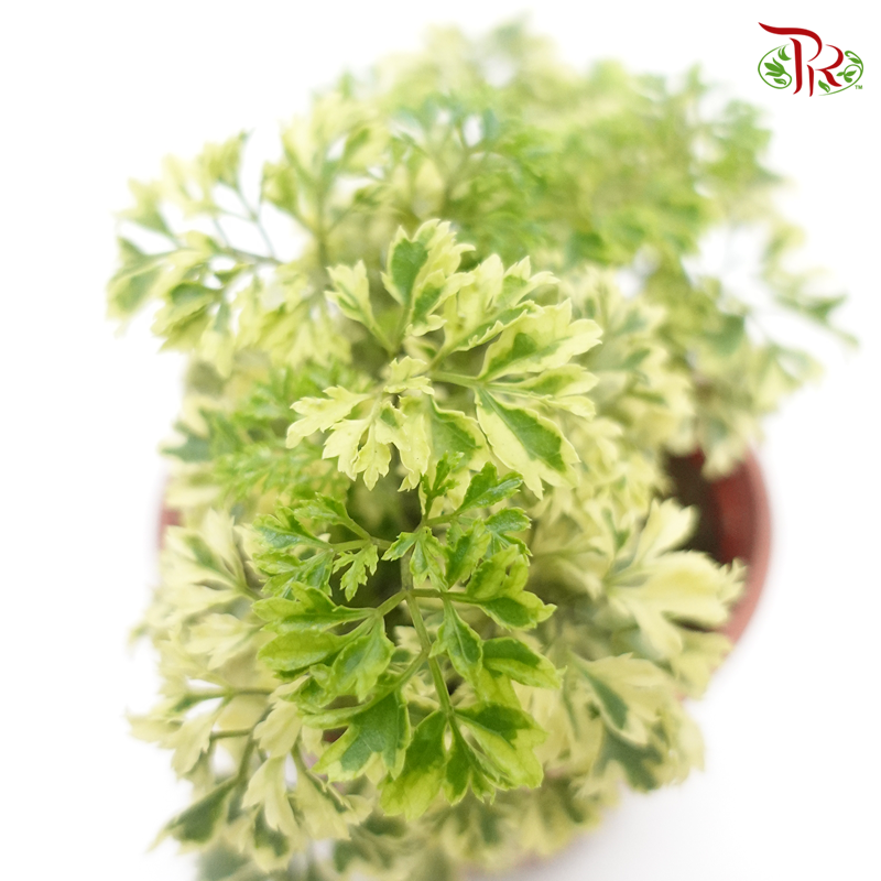 Polyscias Roble-Variegated 《裂叶福禄桐锦》-Pudu Ria Florist-prflorist.com.my
