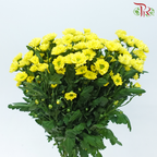 Pom Pom - Rossi Sunny (10 Stems)-Yellow-Vietnam-prflorist.com.my