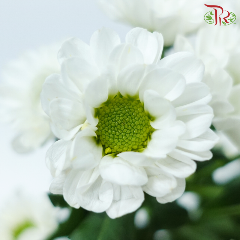 Pom Pom - Rossi White (10 Stems)-White-Vietnam-prflorist.com.my