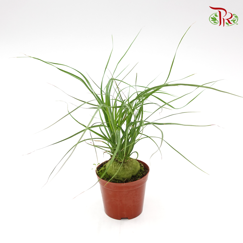 Pony Tail Palm 《酒瓶蘭》-Pudu Ria Florist-prflorist.com.my
