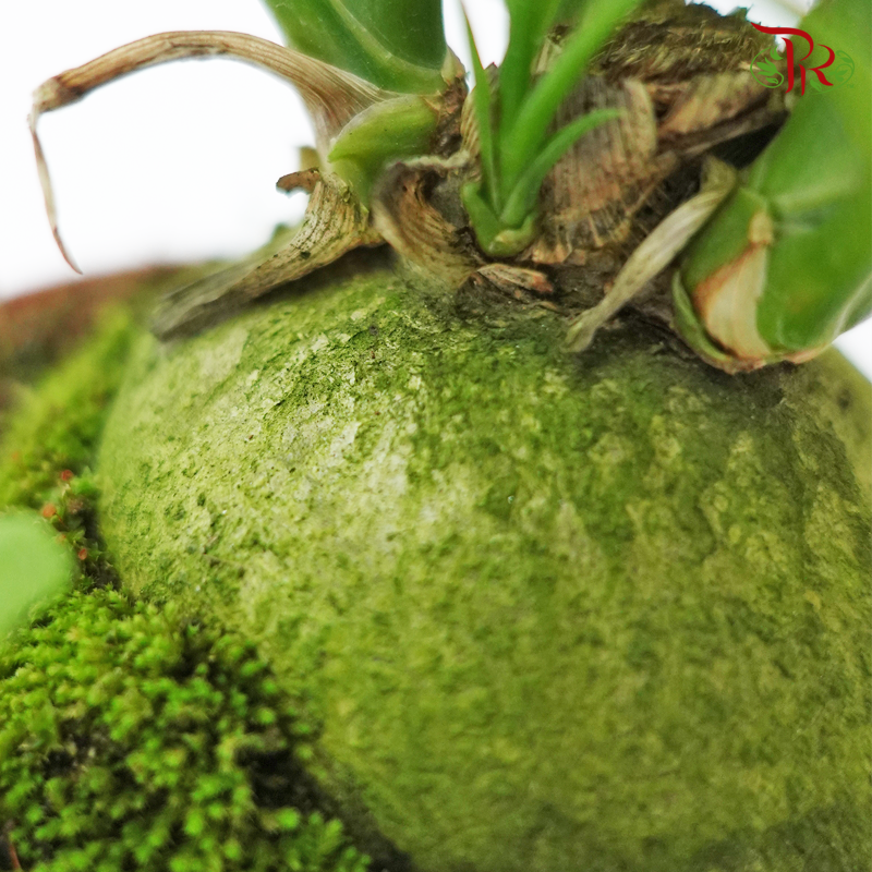 Pony Tail Palm 《酒瓶蘭》-Pudu Ria Florist-prflorist.com.my