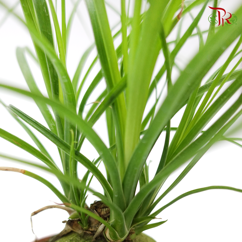 Pony Tail Palm 《酒瓶蘭》-Pudu Ria Florist-prflorist.com.my