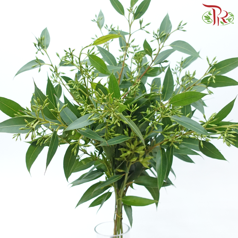 Populus With Berry - (Per Bunch)-China-prflorist.com.my