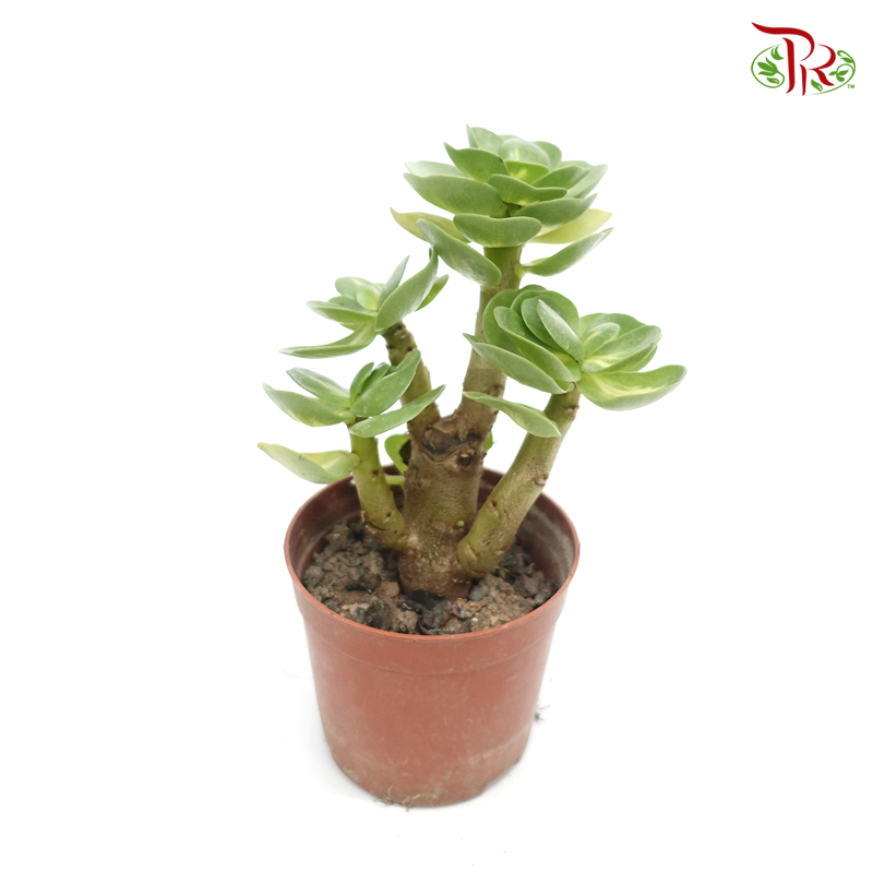 Portulaca Molokiniensis Variegated 《金钱木》