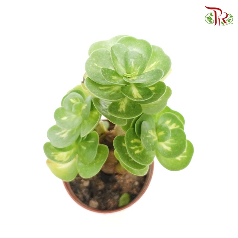 Portulaca Molokiniensis Variegated 《金钱木》
