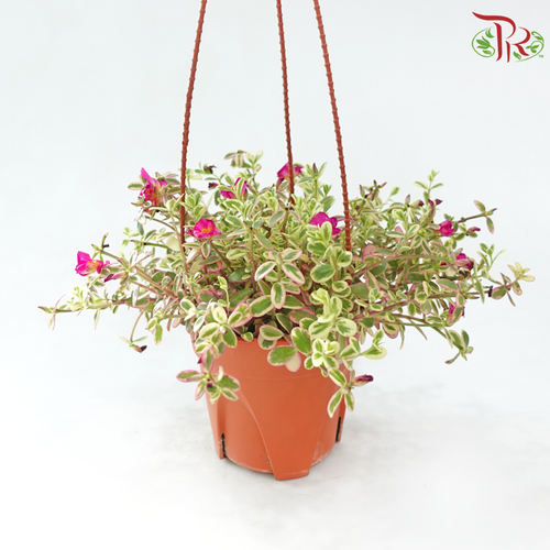 Portulaca Oleracea Variegata P150 《马齿牡丹》A1R-Pudu Ria Florist-prflorist.com.my