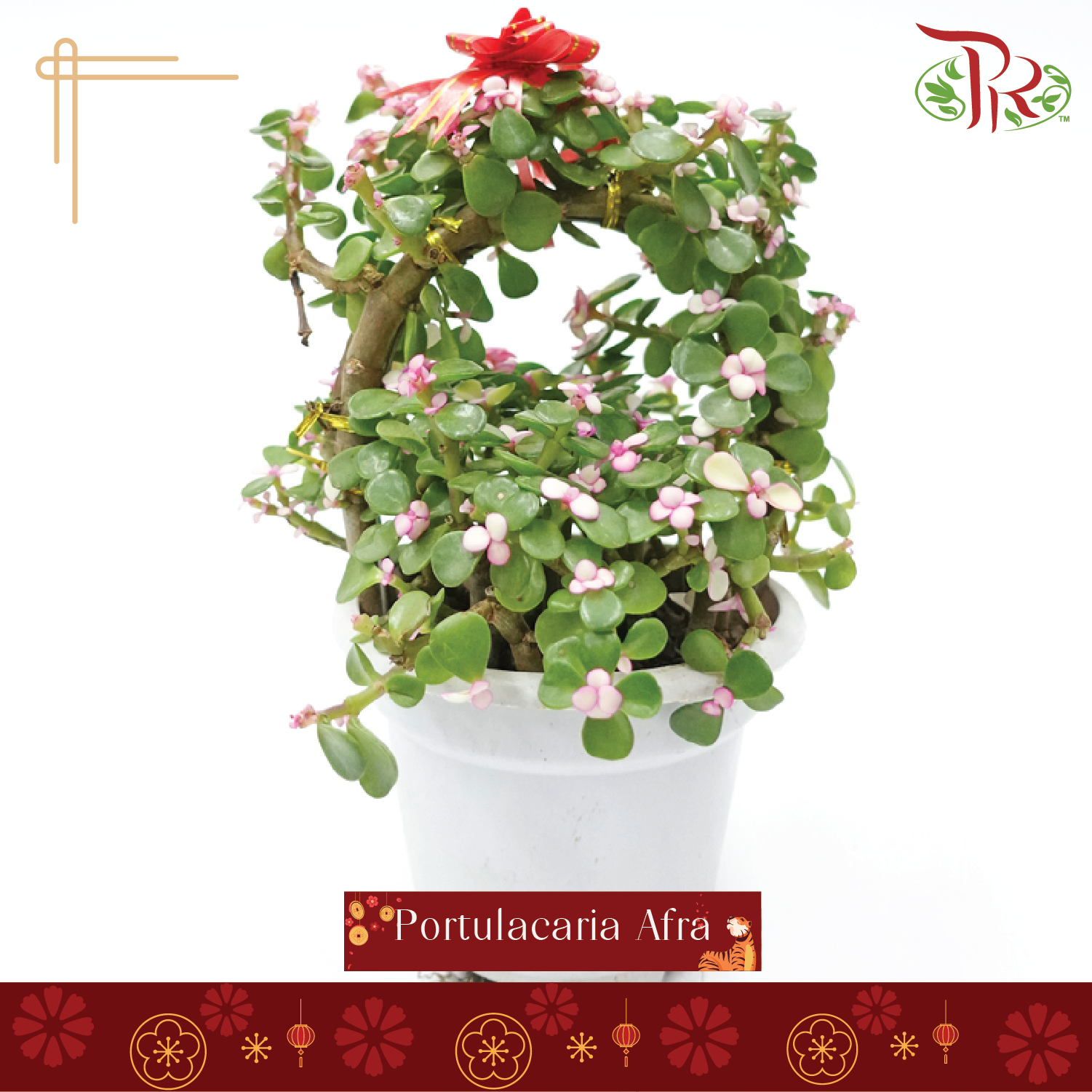 Portulacaria Afra-Pudu Ria Florist-prflorist.com.my