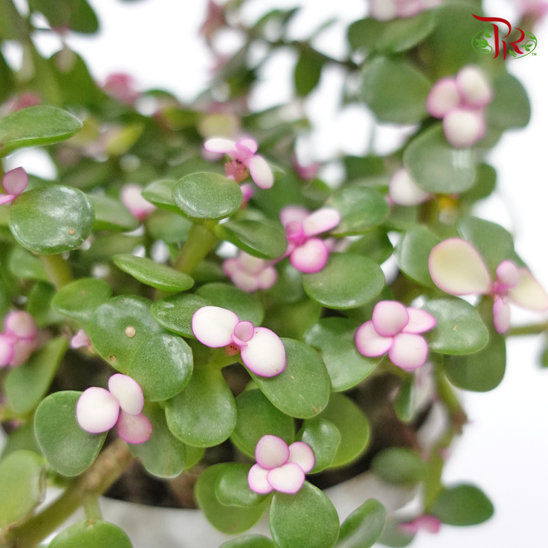 Portulacaria Afra-Pudu Ria Florist-prflorist.com.my