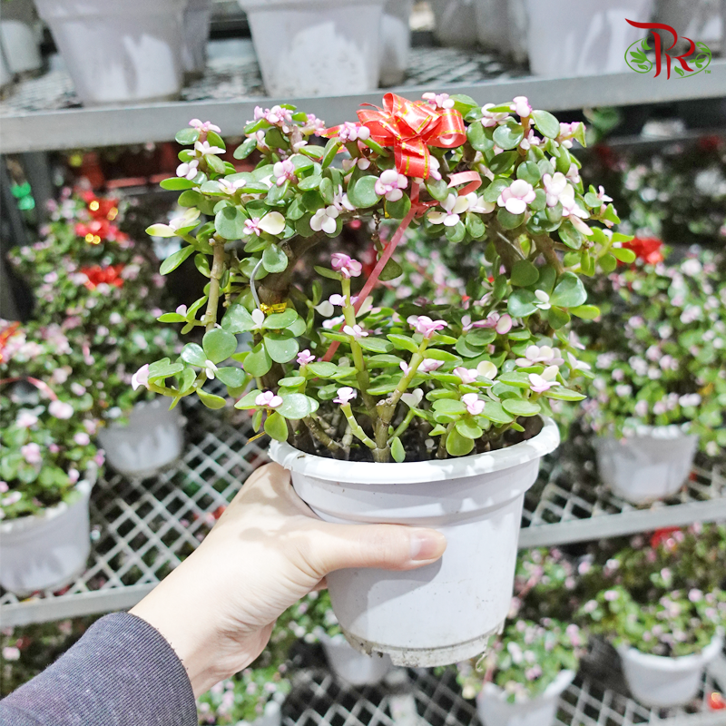 Portulacaria Afra-Pudu Ria Florist-prflorist.com.my
