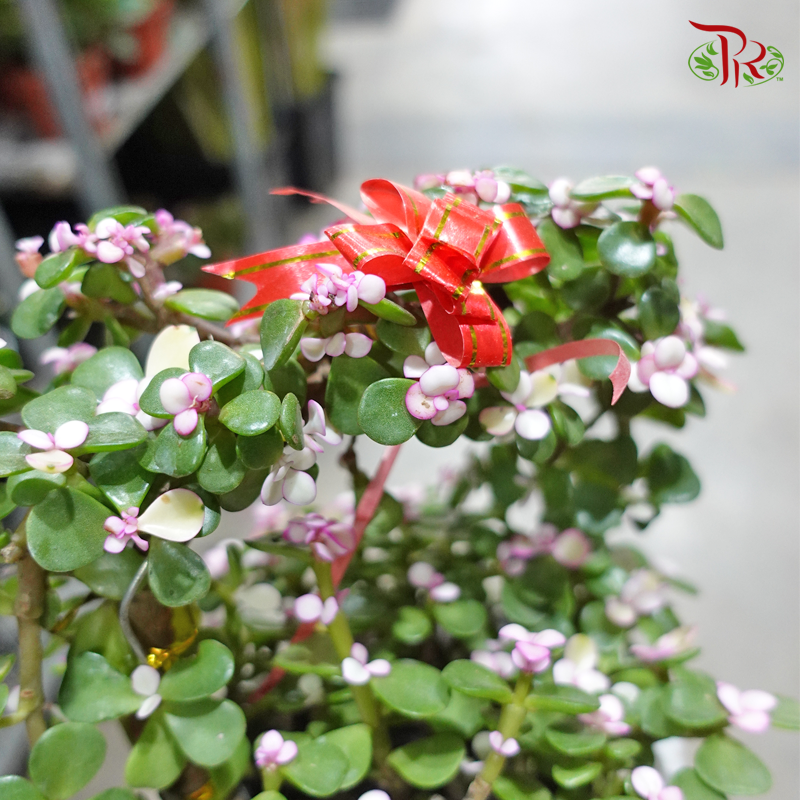 Portulacaria Afra-Pudu Ria Florist-prflorist.com.my