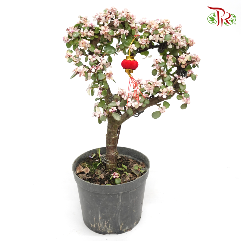Portulacaria Love Shaped 《金枝玉葉》-Pudu Ria Florist-prflorist.com.my