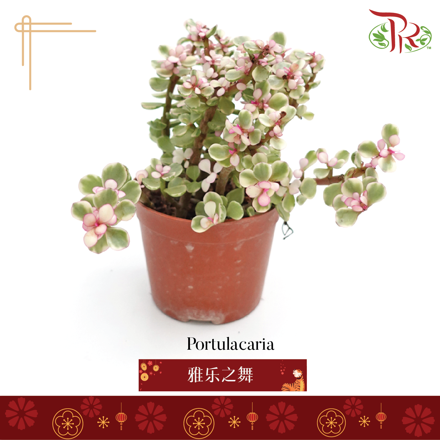Portulacaria P90 《雅乐之舞》-Pudu Ria Florist-prflorist.com.my
