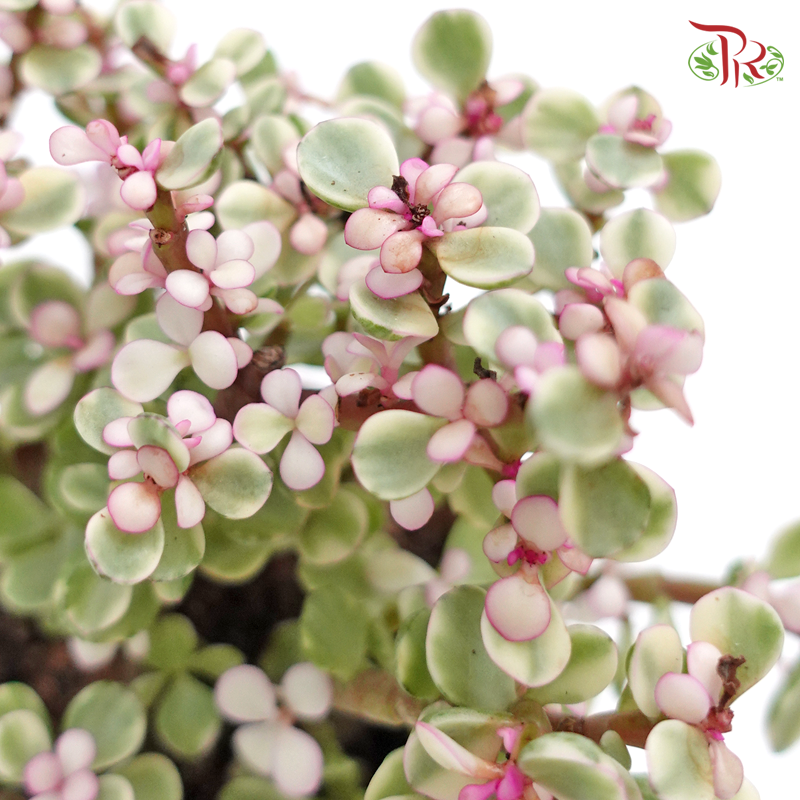 Portulacaria P90 《雅乐之舞》-Pudu Ria Florist-prflorist.com.my