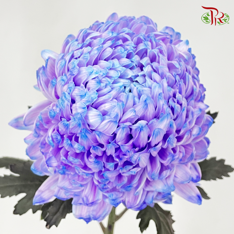Premium Peony Mum Dyed (Chrysanthemum) - PP4 (5 Stems)-Purple-Malaysia-prflorist.com.my