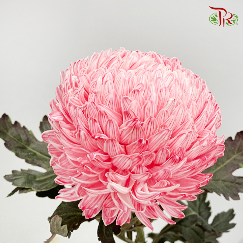 Premium Peony Mum Dyed (Chrysanthemum) - R1 (5 Stems)-Red-Malaysia-prflorist.com.my