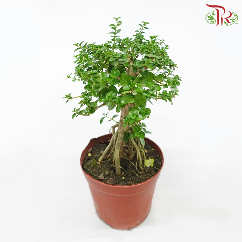 Premna Microphylla 《寿娘子》