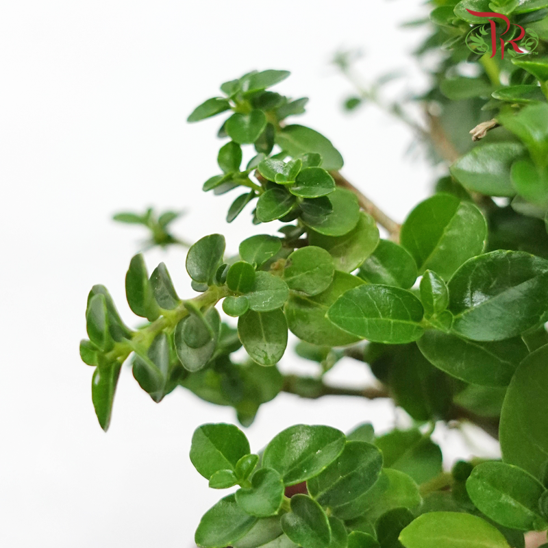 Premna Microphylla 《寿娘子》