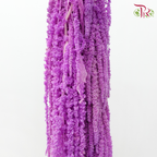 Preservative Amaranthus - Bright Purple (Per Bunch)-Purple-China-prflorist.com.my