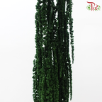 Preservative Amaranthus Hanging - Dark Green-Green-China-prflorist.com.my