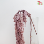 Preservative Amaranthus Hanging - Dusty Purple-Dusty Purple-China-prflorist.com.my