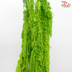 Preservative Amaranthus Hanging - Kelly Green-Green-China-prflorist.com.my