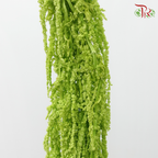 Preservative Amaranthus Hanging - Light Green-Green-China-prflorist.com.my