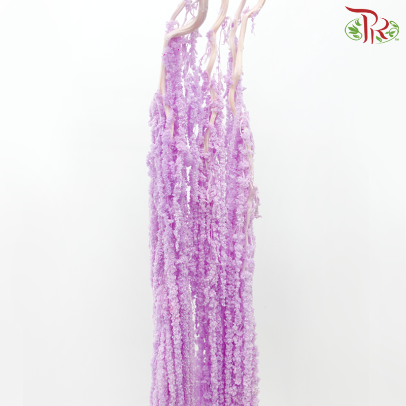 Preservative Amaranthus - Light Purple (Per Bunch)-Light Purple-China-prflorist.com.my