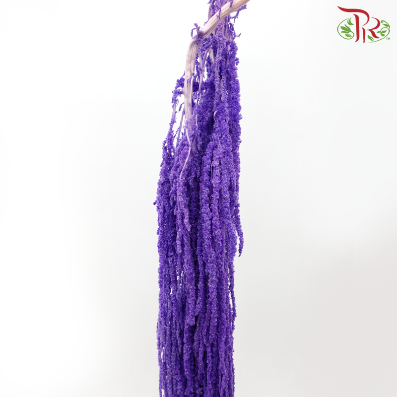 Preservative Amaranthus - Purple (Per Bunch)-Purple-China-prflorist.com.my