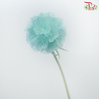 Preservative Scabiosa - Turquoise (Per Bunch)-Turquoise-China-prflorist.com.my