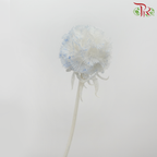 Preservative Scabiosa - White & Blue (Per Bunch)-White & Blue-China-prflorist.com.my