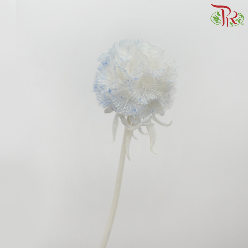 Preservative Scabiosa - White & Blue (Per Bunch)-White & Blue-China-prflorist.com.my