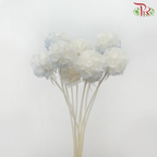 Preservative Scabiosa - White & Blue (Per Bunch)-White & Blue-China-prflorist.com.my