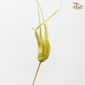 Preservative Tulip Star - Green-Japan-prflorist.com.my