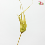Preservative Tulip Star - Green-Japan-prflorist.com.my
