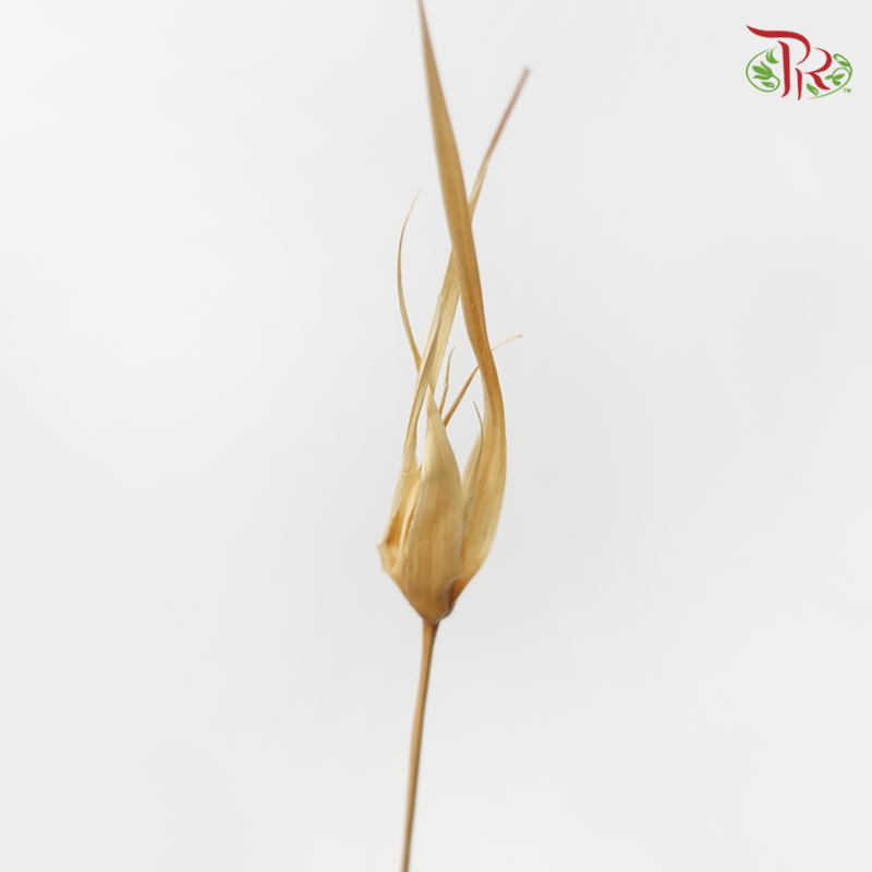 Preservative Tulip Star - White-Japan-prflorist.com.my