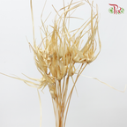 Preservative Tulip Star - White-Japan-prflorist.com.my